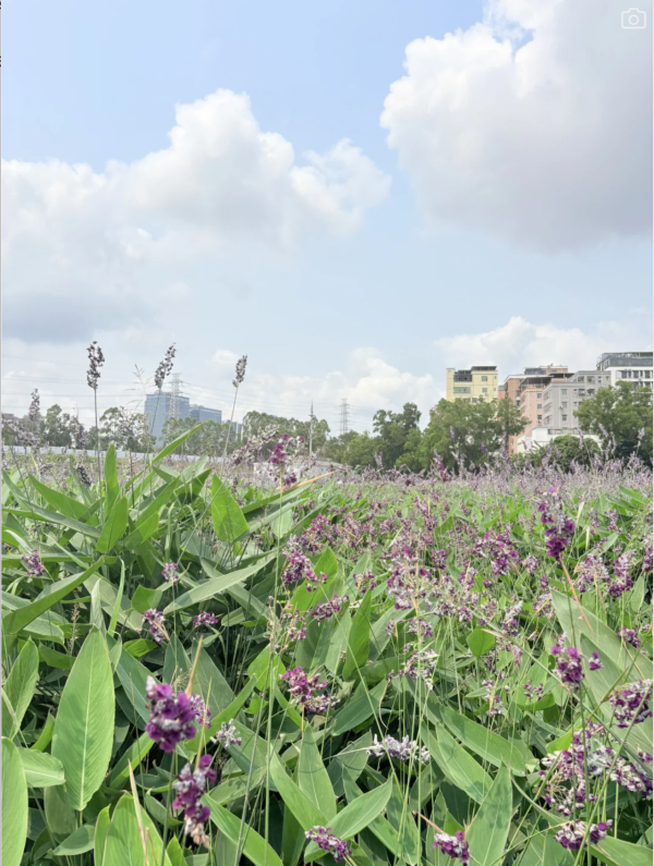 深圳美人蕉花海盛放！觀瀾河濕地公園飽覽初夏河畔風光 