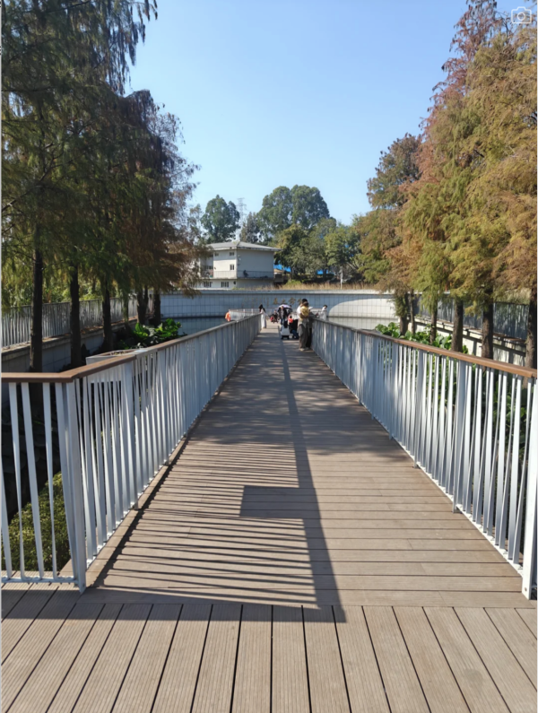 深圳美人蕉花海盛放！觀瀾河濕地公園飽覽初夏河畔風光 