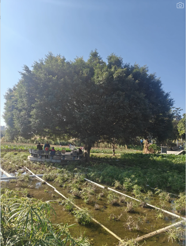 深圳美人蕉花海盛放！觀瀾河濕地公園飽覽初夏河畔風光 