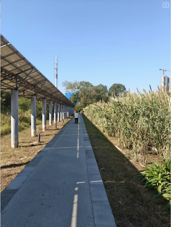 深圳美人蕉花海盛放！觀瀾河濕地公園飽覽初夏河畔風光 