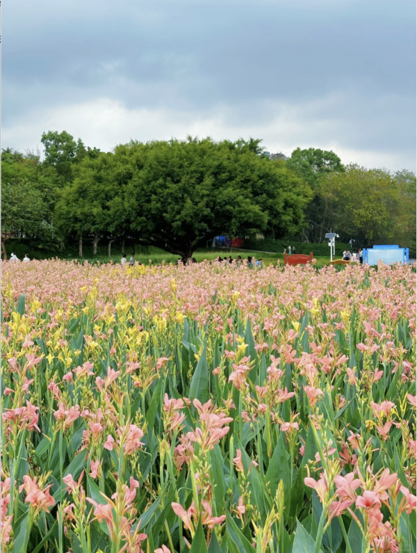 深圳美人蕉花海盛放！觀瀾河濕地公園飽覽初夏河畔風光 