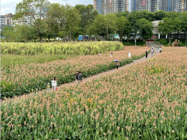 深圳美人蕉花海盛放！觀瀾河濕地公園飽覽初夏河畔風光 