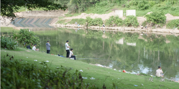 深圳美人蕉花海盛放！觀瀾河濕地公園飽覽初夏河畔風光 