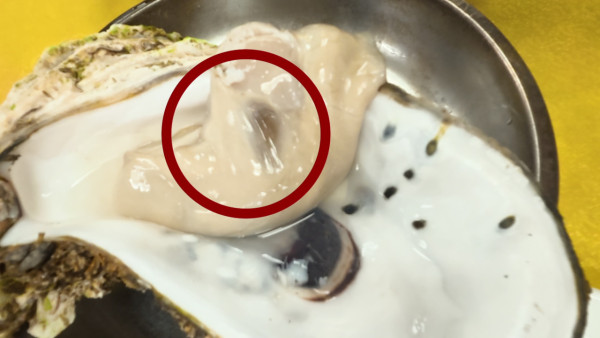 試真D｜江美儀揭內地平價蠔店恐怖內幕！衛生程度嚇到GM面青口唇白︰好Kick喎