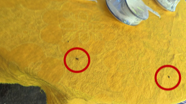 試真D｜江美儀揭內地平價蠔店恐怖內幕！衛生程度嚇到GM面青口唇白︰好Kick喎