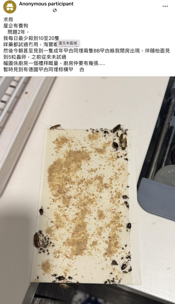 飛曱甴入屋噴殺蟲水都冇用？專家警告「隨時反撲」3大天然方法秒滅小強