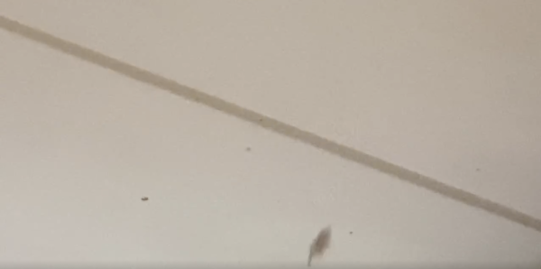 飛曱甴入屋噴殺蟲水都冇用？專家警告「隨時反撲」3大天然方法秒滅小強