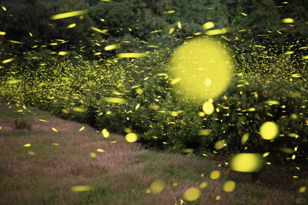 深圳西涌螢火蟲秘境如夢似幻！附地點交通最佳觀賞時間 