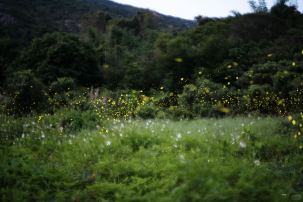 深圳西涌螢火蟲秘境如夢似幻！附地點交通最佳觀賞時間 