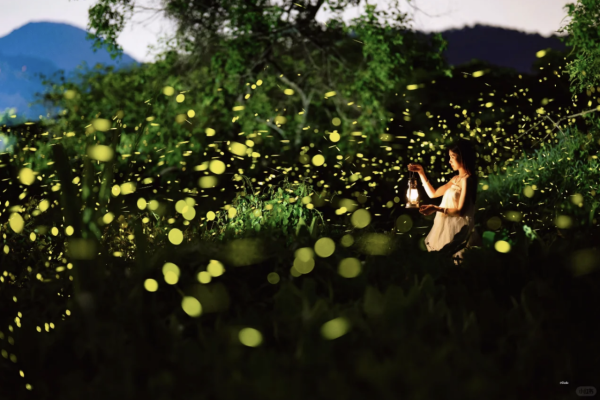 深圳西涌螢火蟲秘境如夢似幻！附地點交通最佳觀賞時間 