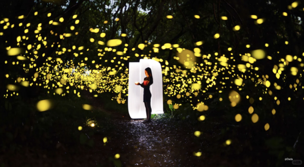 深圳西涌螢火蟲秘境如夢似幻！附地點交通最佳觀賞時間 