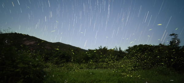 深圳西涌螢火蟲秘境如夢似幻！附地點交通最佳觀賞時間 