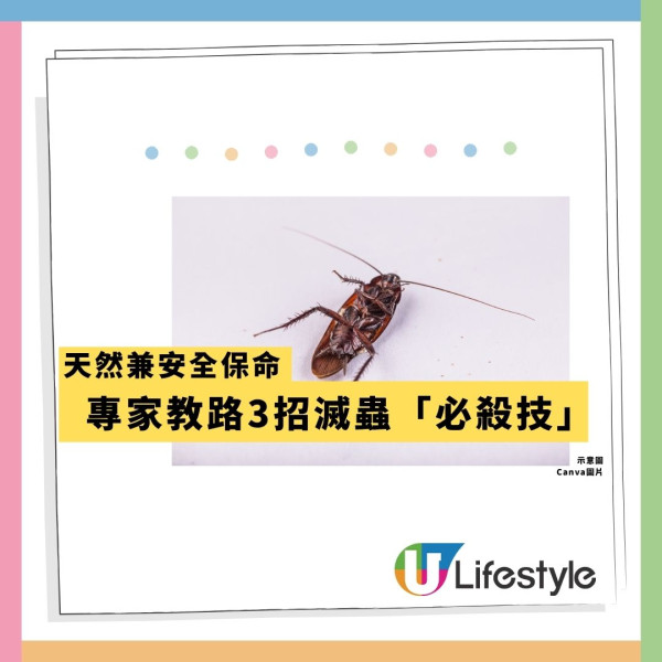 飛曱甴入屋噴殺蟲水都冇用？專家警告「隨時反撲」3大天然方法秒滅小強