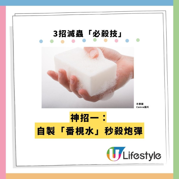 飛曱甴入屋噴殺蟲水都冇用？專家警告「隨時反撲」3大天然方法秒滅小強