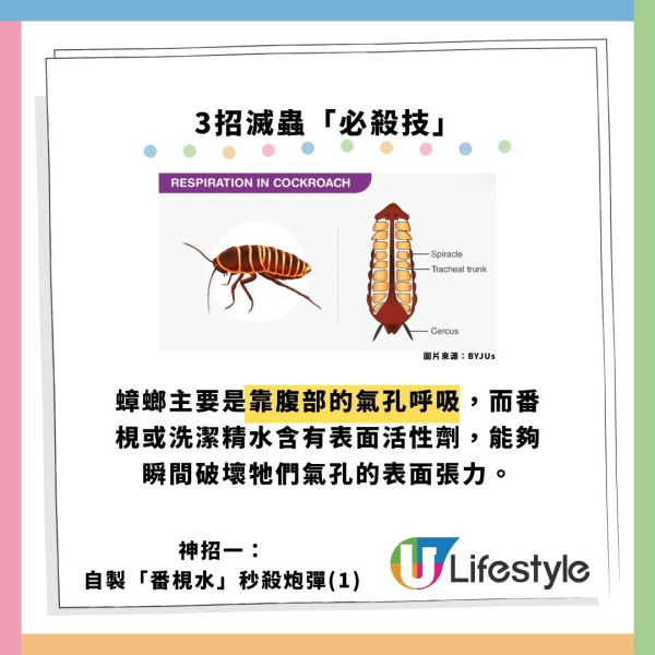 飛曱甴入屋噴殺蟲水都冇用？專家警告「隨時反撲」3大天然方法秒滅小強