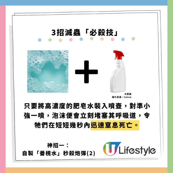 飛曱甴入屋噴殺蟲水都冇用？專家警告「隨時反撲」3大天然方法秒滅小強