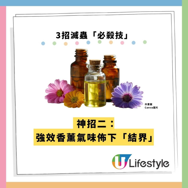 飛曱甴入屋噴殺蟲水都冇用？專家警告「隨時反撲」3大天然方法秒滅小強