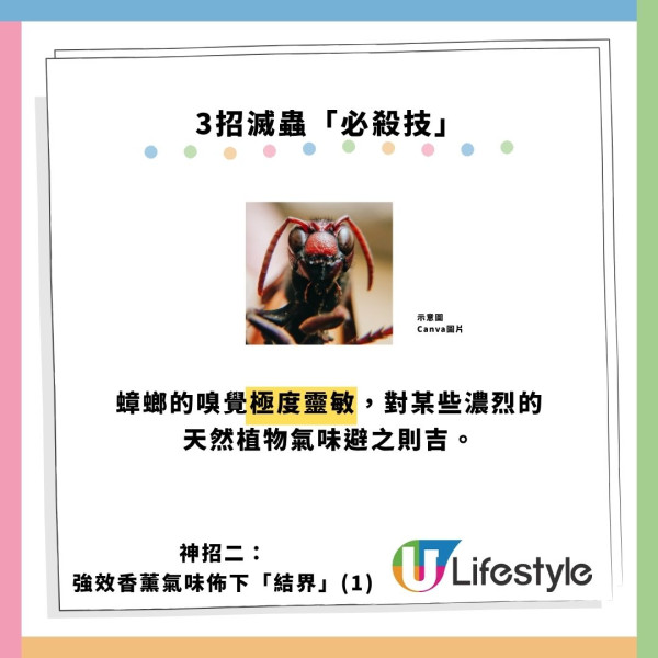 飛曱甴入屋噴殺蟲水都冇用？專家警告「隨時反撲」3大天然方法秒滅小強
