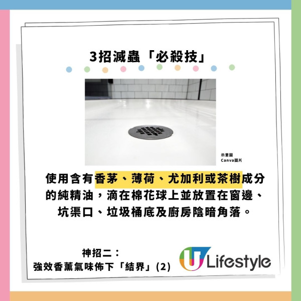 飛曱甴入屋噴殺蟲水都冇用？專家警告「隨時反撲」3大天然方法秒滅小強