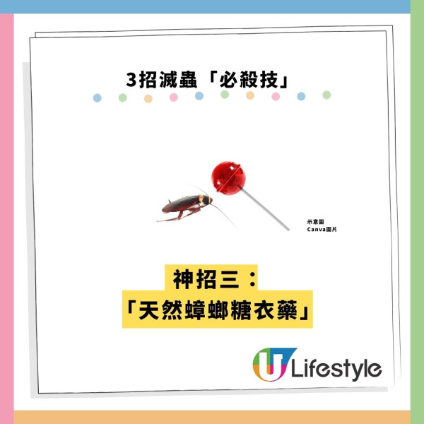 飛曱甴入屋噴殺蟲水都冇用？專家警告「隨時反撲」3大天然方法秒滅小強