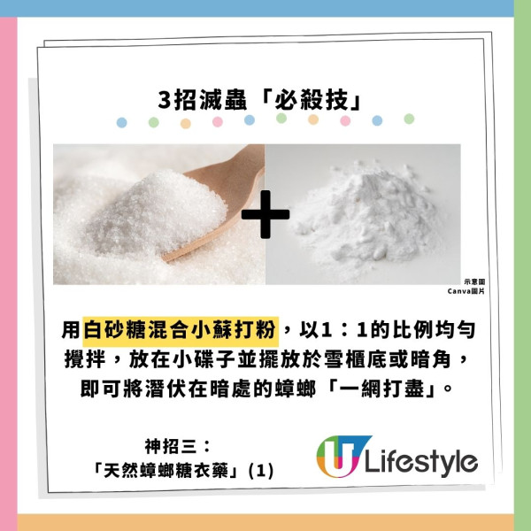 飛曱甴入屋噴殺蟲水都冇用？專家警告「隨時反撲」3大天然方法秒滅小強