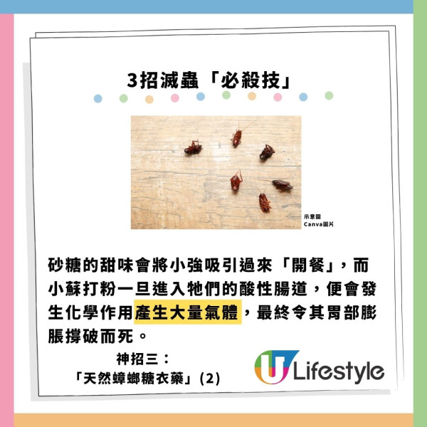 飛曱甴入屋噴殺蟲水都冇用？專家警告「隨時反撲」3大天然方法秒滅小強