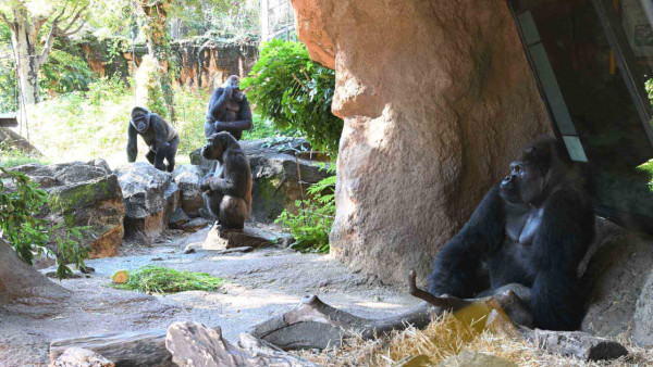 上野恩賜動物園官網