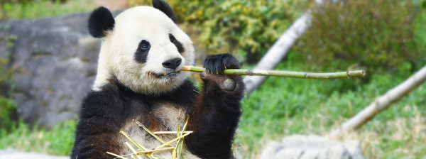 上野恩賜動物園官網