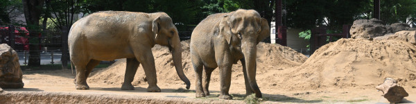 上野恩賜動物園官網