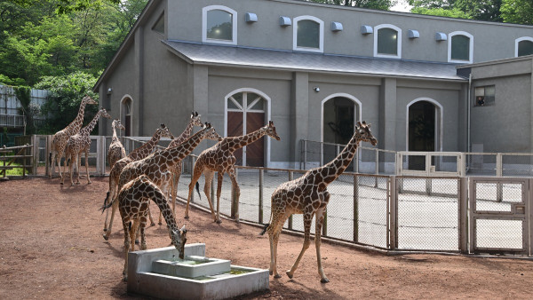 多摩動物公園官網