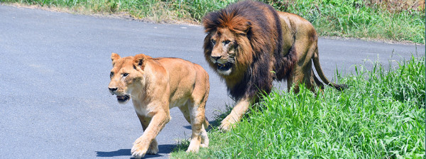 多摩動物公園官網