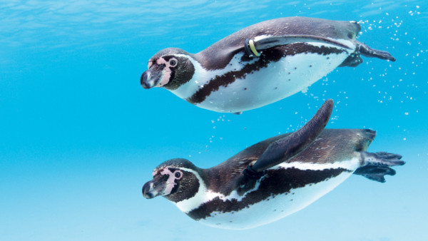 葛西臨海水族園官網