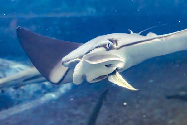 葛西臨海水族園官網
