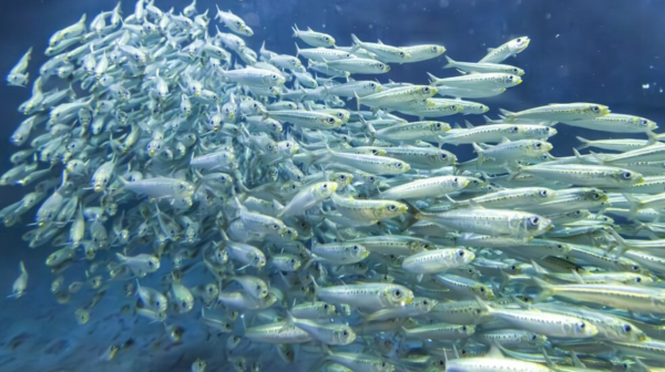 葛西臨海水族園官網