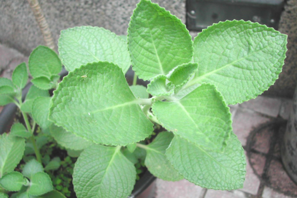 曱甴千祈唔好踩！日本專家揭滅蟲黃金時間表 中醫推2款神物令小強絕跡