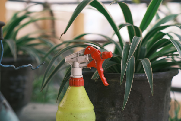 曱甴千祈唔好踩！日本專家揭滅蟲黃金時間表 中醫推2款神物令小強絕跡