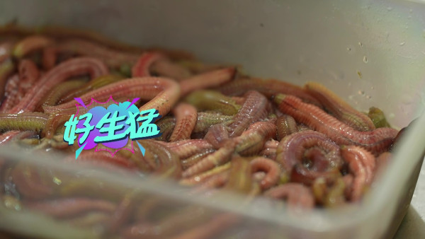 試真D｜江美儀挑戰「禾蟲腸粉」爆晒綠汁！GM嚇到「蜈蚣彈」︰佢流膿喎