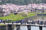 北海道春夏必賞8大絕美景點!朝聖浪漫芝櫻、薰衣草附交通地址