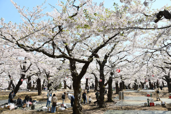 北海道春夏必賞8大絕美景點!朝聖浪漫芝櫻、薰衣草附交通地址
