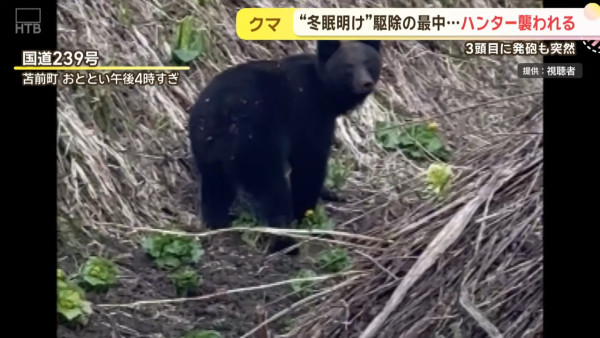 今年首宗！北海道280公斤巨熊身中五槍不倒 襲擊69歲獵人致頭臉重創 