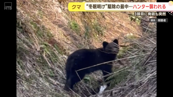今年首宗！北海道280公斤巨熊身中五槍不倒 襲擊69歲獵人致頭臉重創 