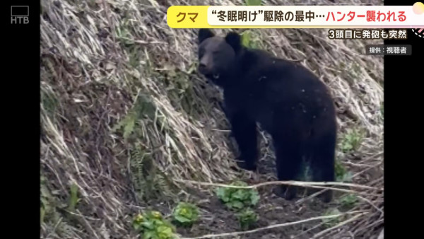 今年首宗！北海道280公斤巨熊身中五槍不倒 襲擊69歲獵人致頭臉重創 