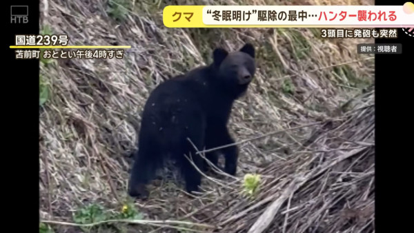 今年首宗！北海道280公斤巨熊身中五槍不倒 襲擊69歲獵人致頭臉重創 