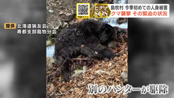 今年首宗！北海道280公斤巨熊身中五槍不倒 襲擊69歲獵人致頭臉重創 