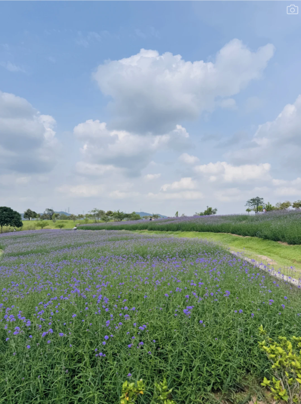 深圳石岩陌上花公園紫色馬鞭草花海盛放！附單車徑、露營區、兒童樂園親子必去 