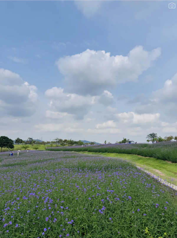深圳石岩陌上花公園紫色馬鞭草花海盛放！附單車徑、露營區、兒童樂園親子必去 