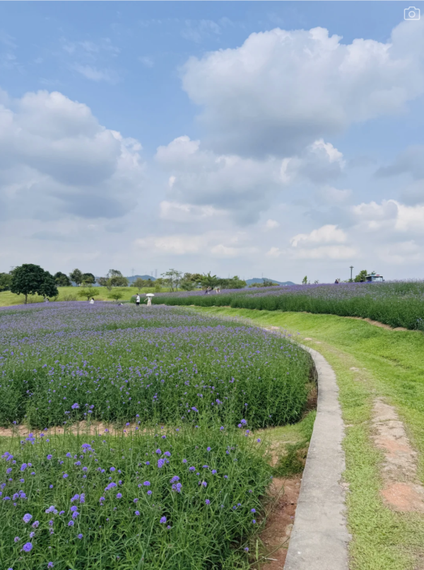 深圳石岩陌上花公園紫色馬鞭草花海盛放！附單車徑、露營區、兒童樂園親子必去 