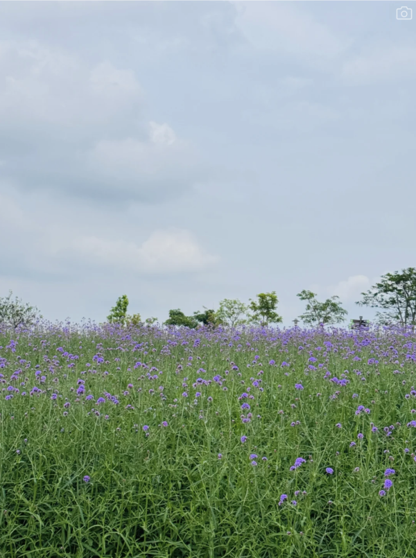 深圳石岩陌上花公園紫色馬鞭草花海盛放！附單車徑、露營區、兒童樂園親子必去 
