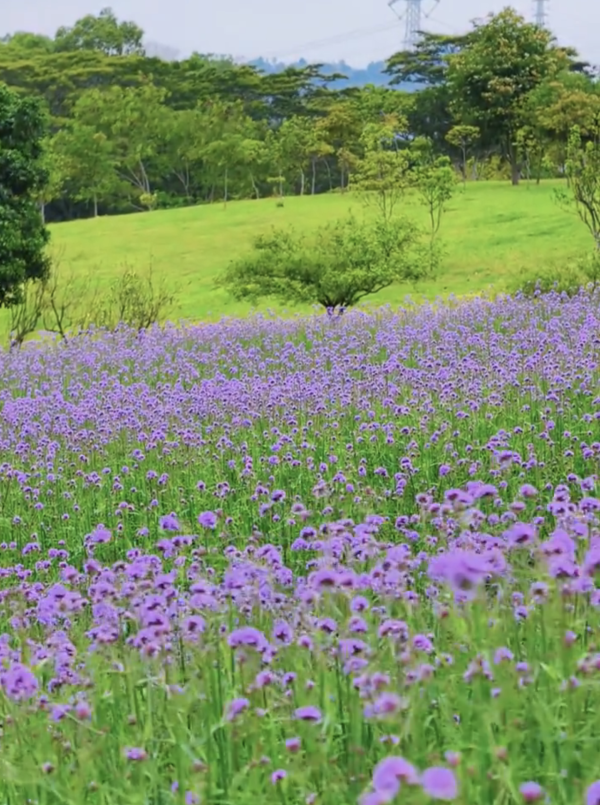 深圳石岩陌上花公園紫色馬鞭草花海盛放！附單車徑、露營區、兒童樂園親子必去 