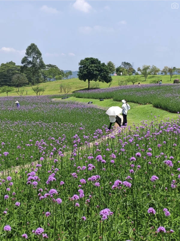 深圳石岩陌上花公園紫色馬鞭草花海盛放！附單車徑、露營區、兒童樂園親子必去 